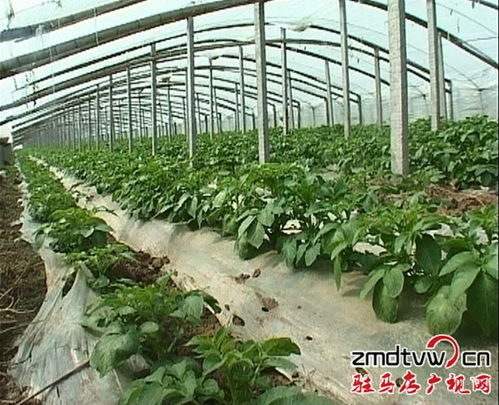 上蔡縣菜農(nóng)蔬菜大棚育苗致富忙